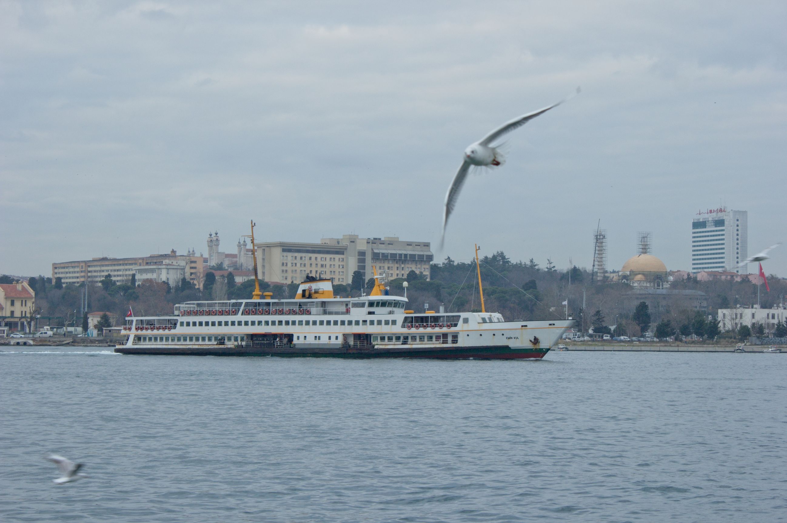 A ferry boat and a seagull
